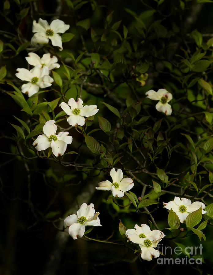 Dogwood Tree Blossoms #2 Photograph by J L Woody Wooden