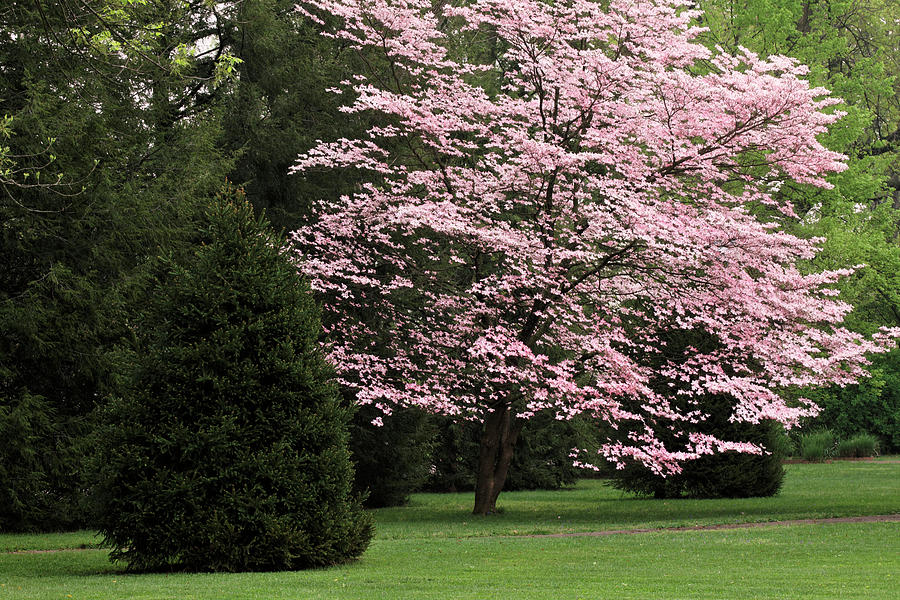 Dogwood Tree In Full Bloom, Audubon #2 Photograph by Adam Jones - Pixels