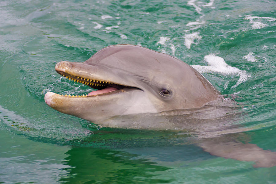 Wildlife Photograph - Dolphin In The Ocean, Roatan Island #2 by Keren Su