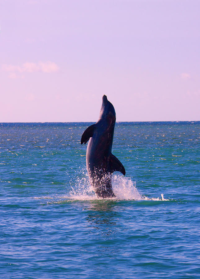 Wildlife Photograph - Dolphin Leaping From Sea, Roatan #2 by Keren Su