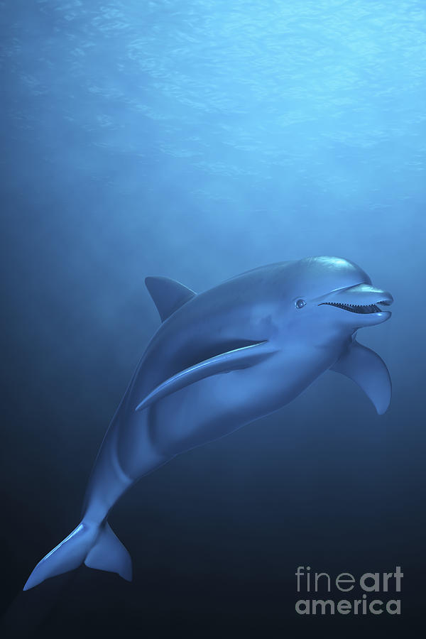 Dolphin #2 Photograph by Science Picture Co