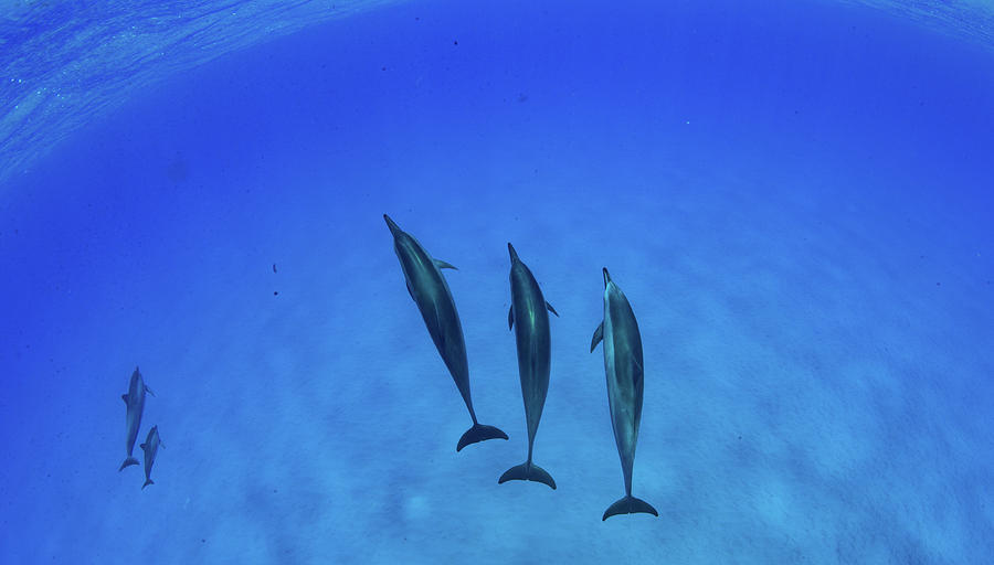 Dolphins Swimming In Pacific Ocean #2 Photograph by Panoramic Images