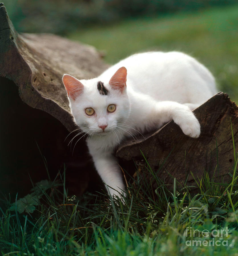 Domestic Cat #2 Photograph by Hans Reinhard