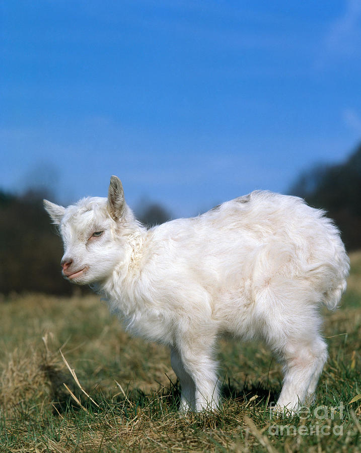 Domestic Goat #6 Photograph by Hans Reinhard