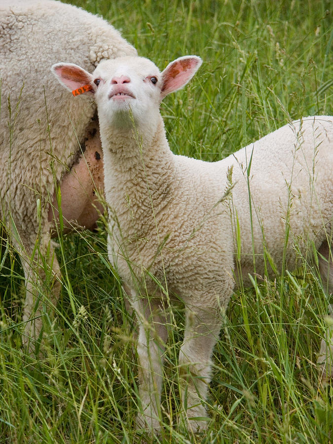 Domestic Mixed-breed Dairy Sheep #2 Photograph by Bonnie Sue Rauch