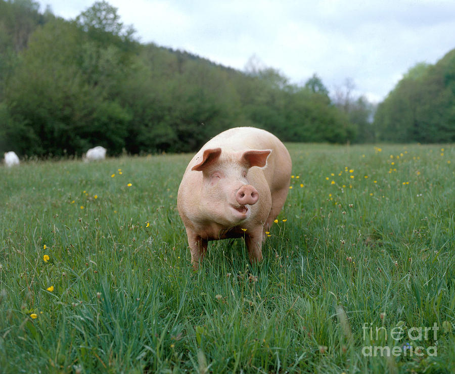 Domestic Pig #2 Photograph by Hans Reinhard