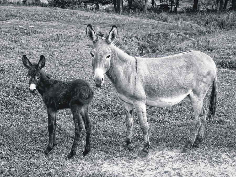 Donkey Debut #2 Photograph by Joe Duket
