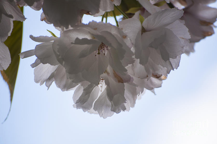 Salem Photograph - Double Cherry Blossom #2 by M J