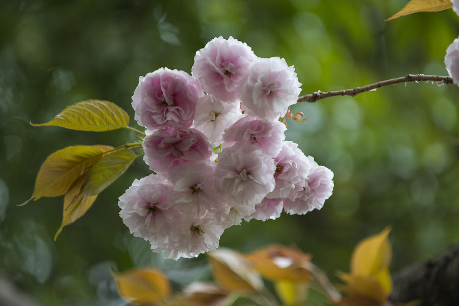 Double flowering cherry blossom #2 Photograph by Hisao Mogi