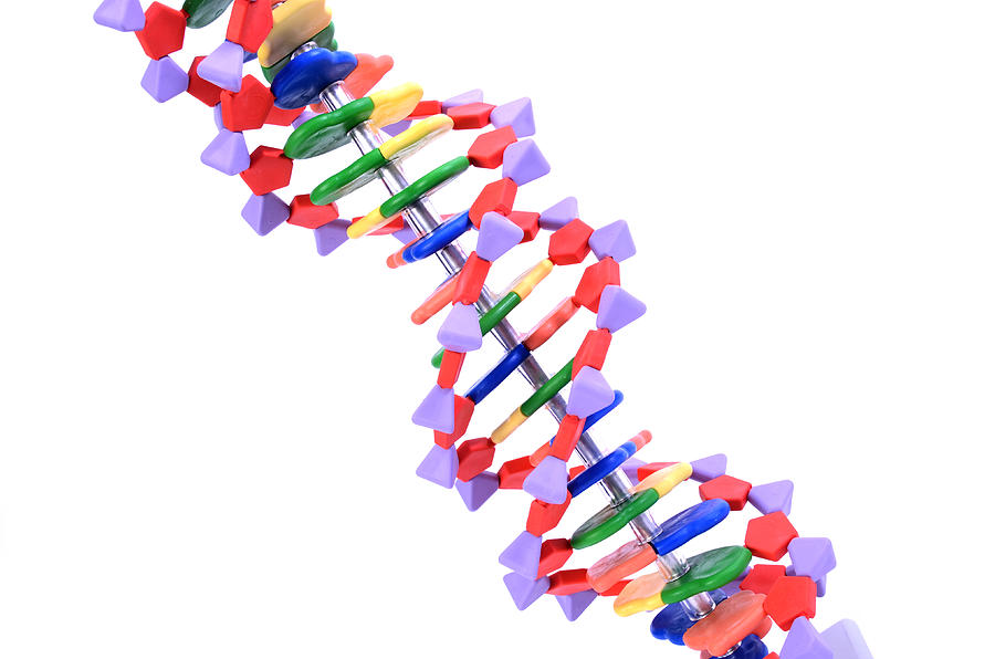 Double Helix Dna Molecular Model #2 Photograph by Science Source