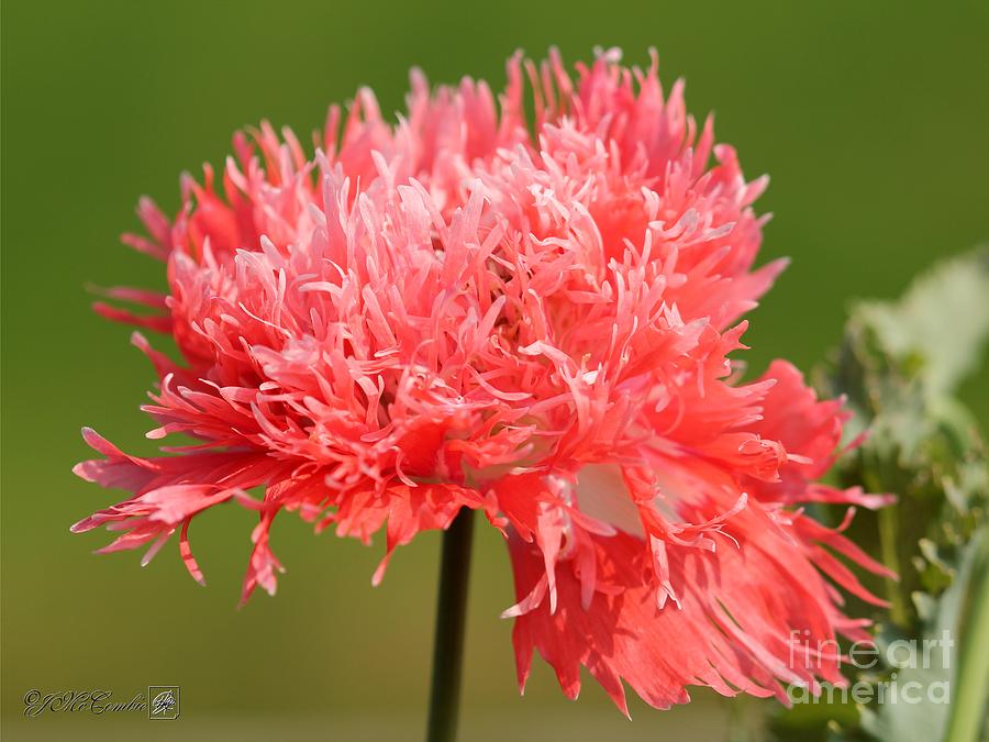 Double Poppy named Pink Fizz #4 Photograph by J McCombie