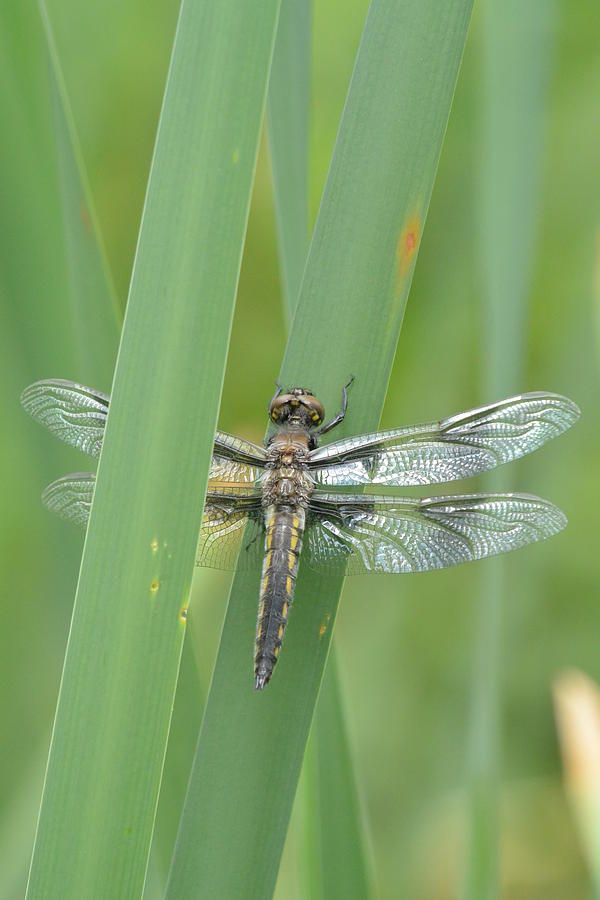 Double Winged Dragon Fly Photograph By Nicki Bennett Pixels