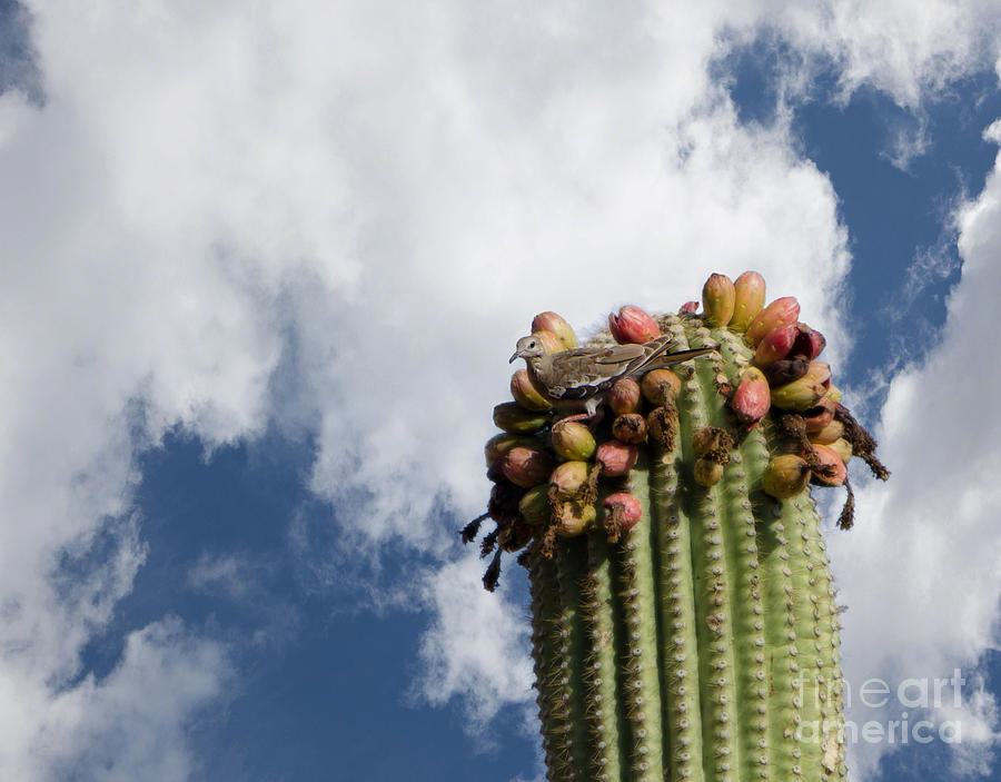 Dove on a Saguaro Cactus #2 Photograph by Donna Greene