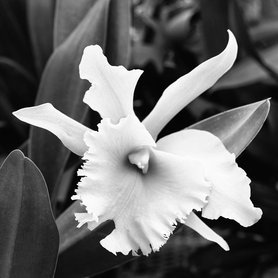 Orchid Photograph - DOVE ORCHID Landers CA #1 by William Dey