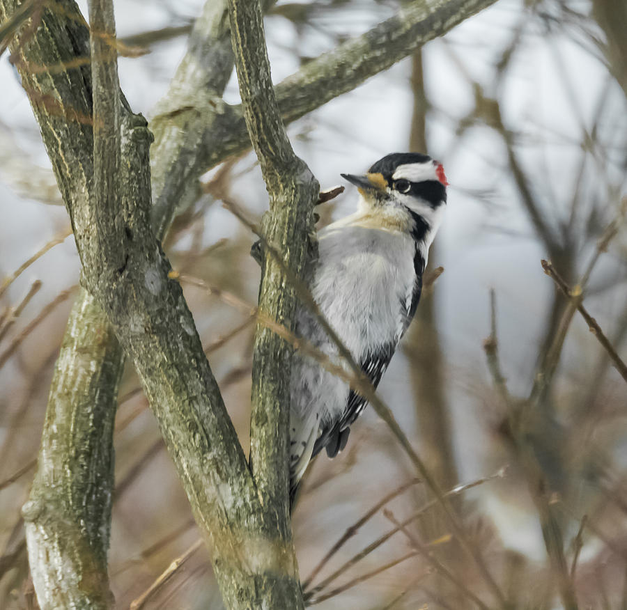 Downy Woodpecker #3 Photograph by Holden The Moment