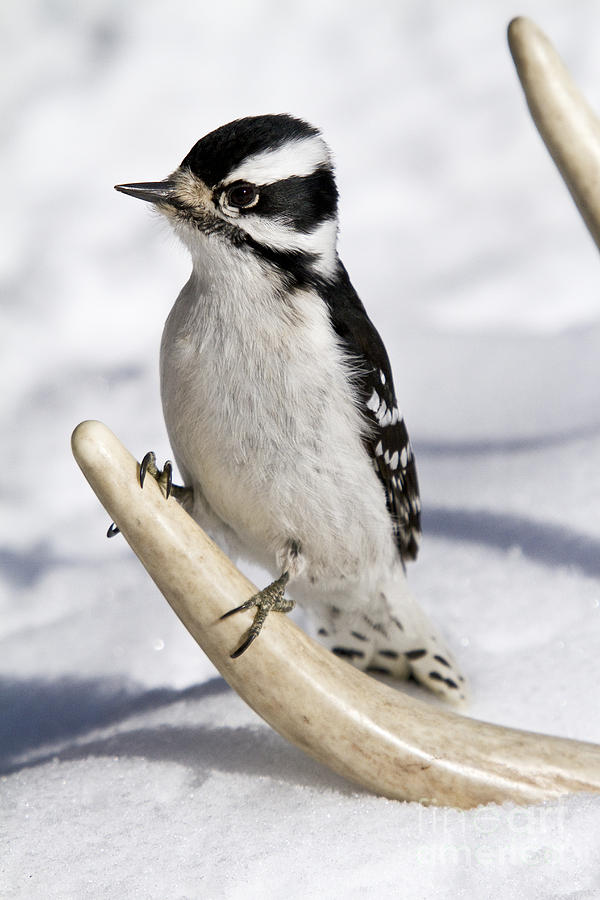 Downy Woodpecker #3 Photograph by Linda Freshwaters Arndt