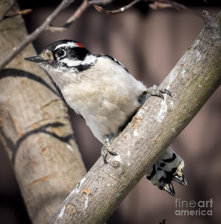 Wildlife Photograph - Downy Woodpecker #3 by Ricky L Jones