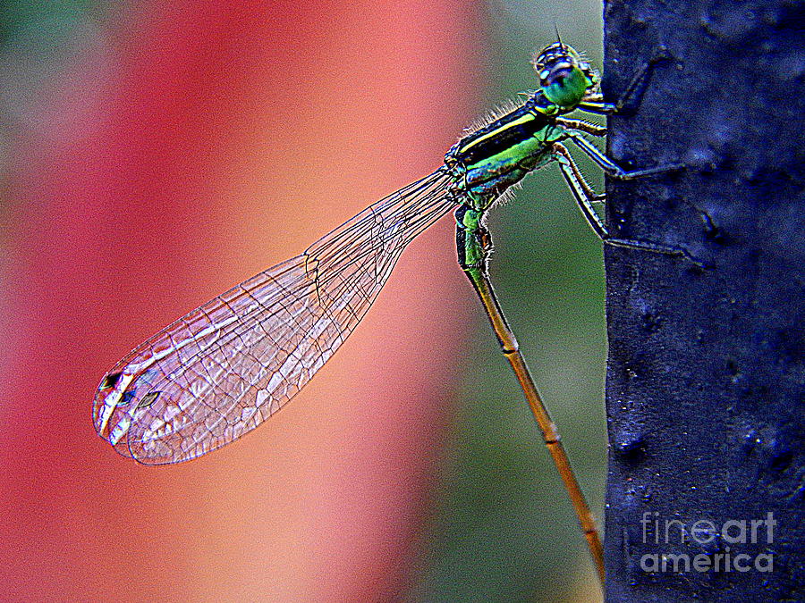 New Orleans Damsel Fly Profile Photograph