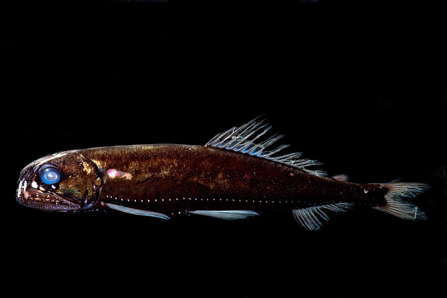 Dragonfish Astronesthes Oligoa #2 Photograph by Dant Fenolio