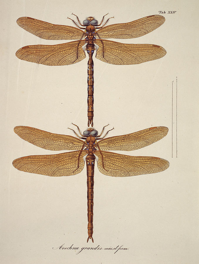 Dragonflies Photograph By Natural History Museum, London Science Photo 