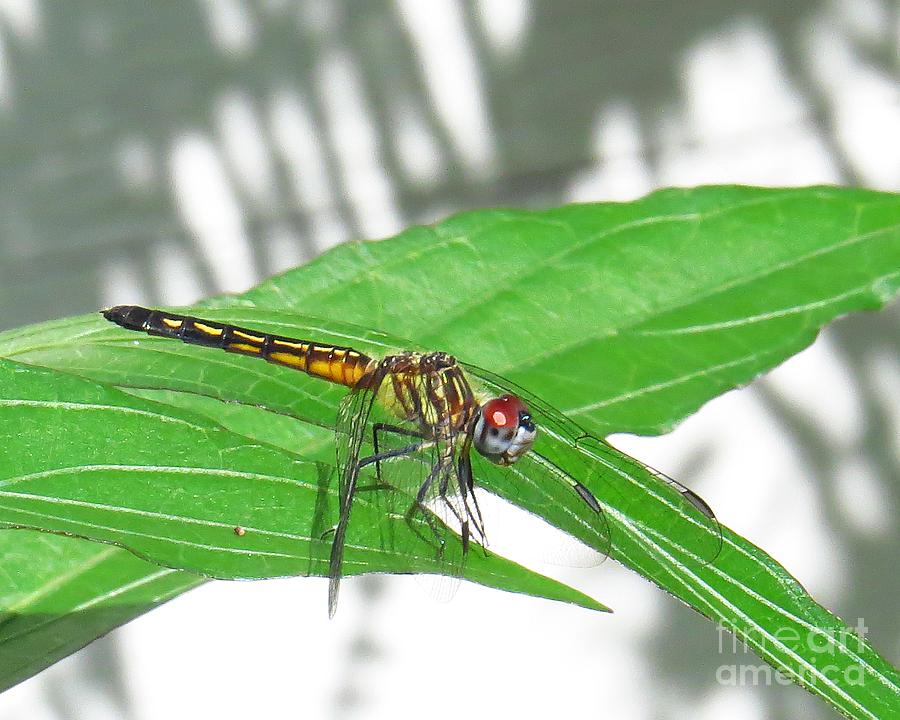 Dragonfly Blue Dasher #2 Photograph by Scott Cameron