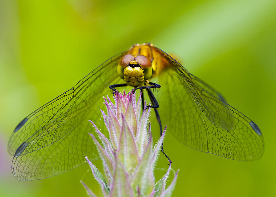 Dragonfly #2 Photograph by Chris Smith