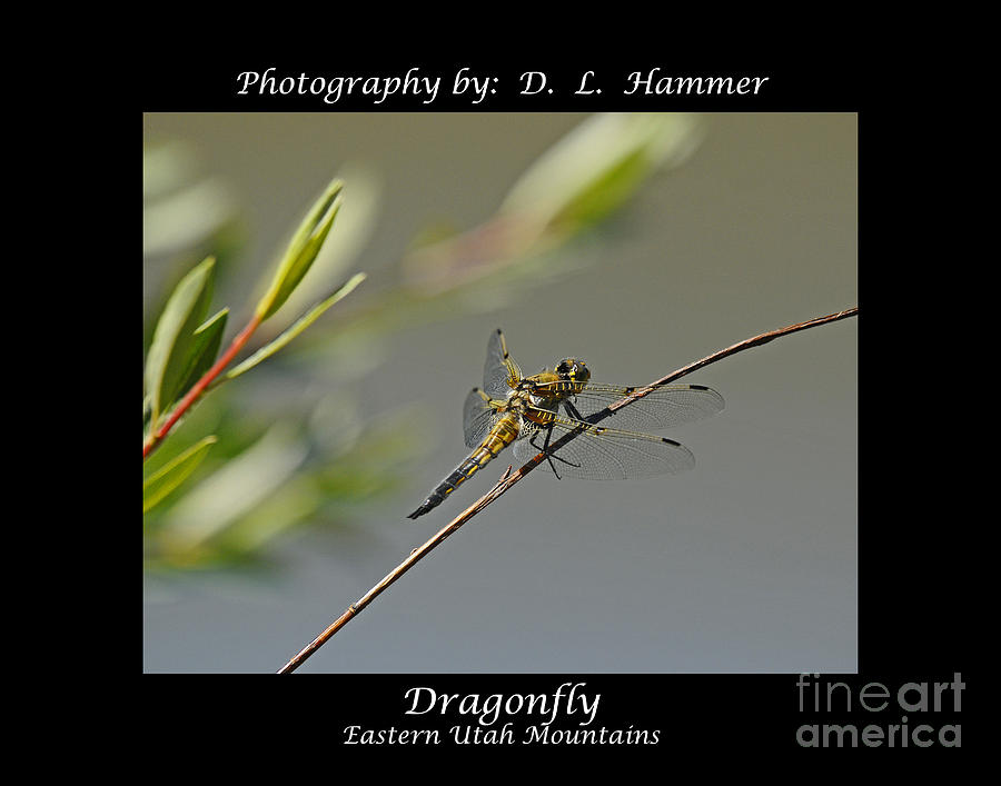Dragonfly #2 Photograph by Dennis Hammer
