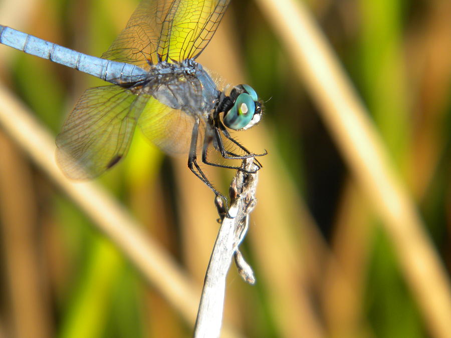 Dragonfly #2 Photograph by Eric Johansen