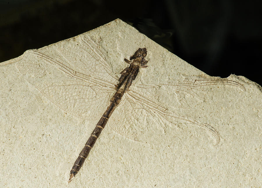 Dragonfly Fossil #2 Photograph by Millard H. Sharp