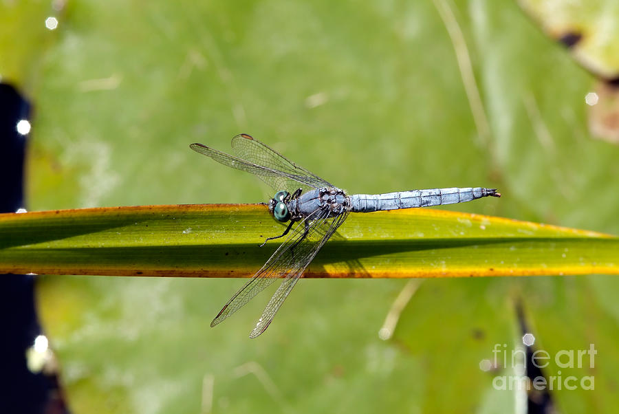 Insects Photograph - Dragonfly #8 by George Atsametakis