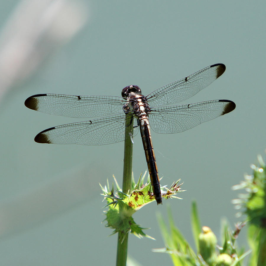 Dragonfly #4 Photograph by John Freidenberg