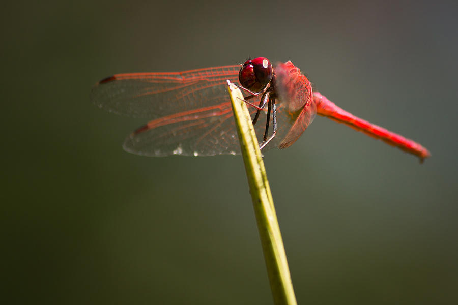 Dragonfly #2 Photograph by SAURAVphoto Online Store