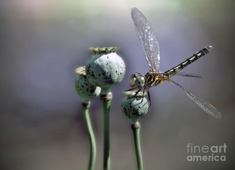 Dragonfly #1 Photograph by Savannah Gibbs