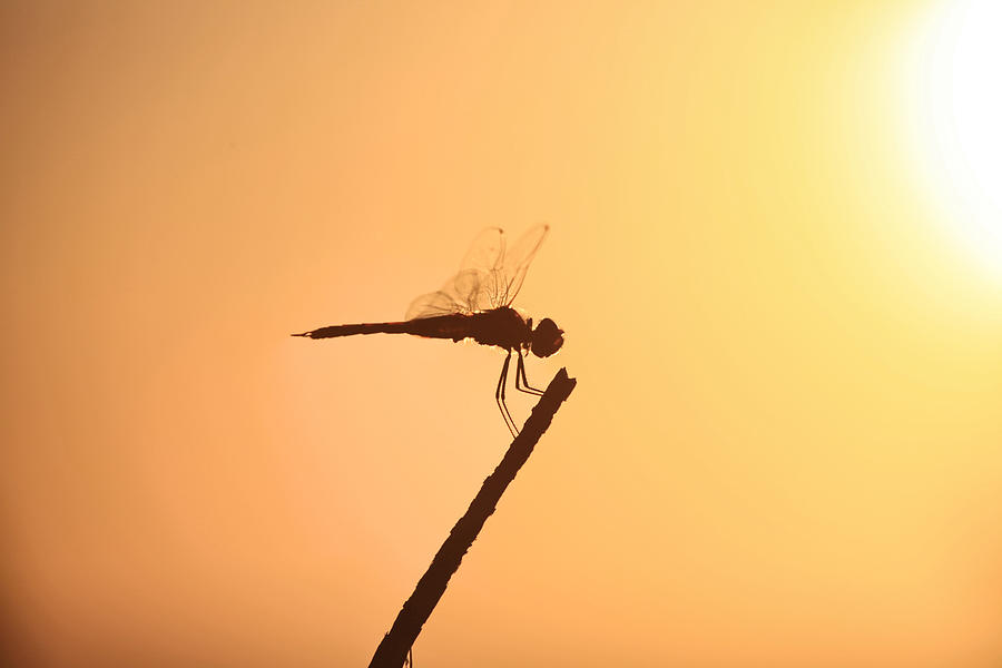 Dragonfly Silhouette  #2 Photograph by Douglas Barnard