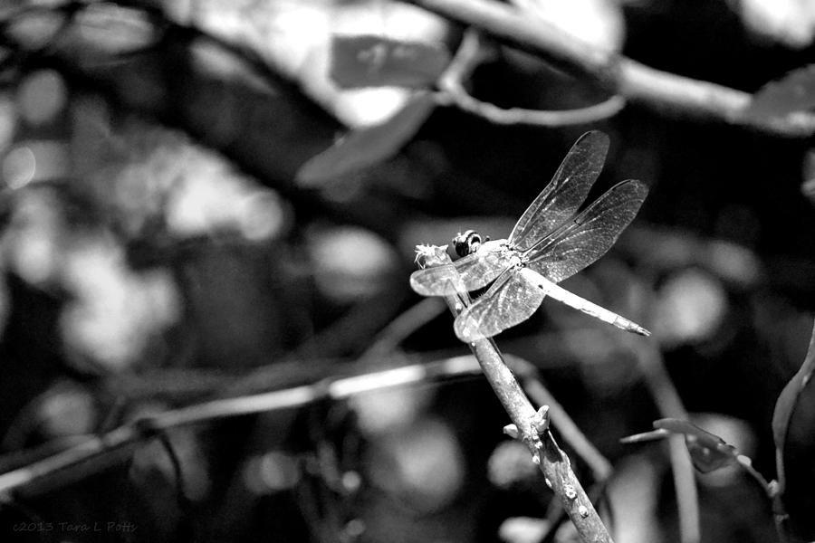 Dragonfly #2 Photograph by Tara Potts