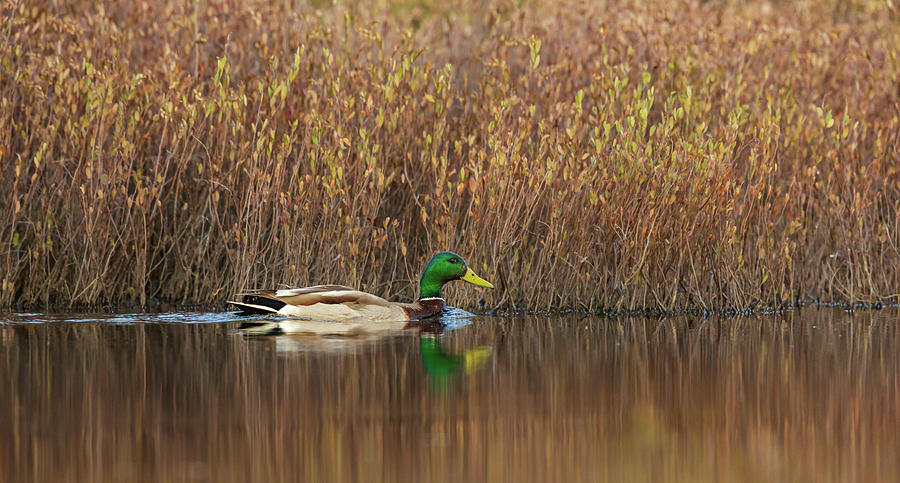 Adult Photograph - Drake Mallard by Linda Arndt Adult Photograph - Drake Mallard by Linda Arndt