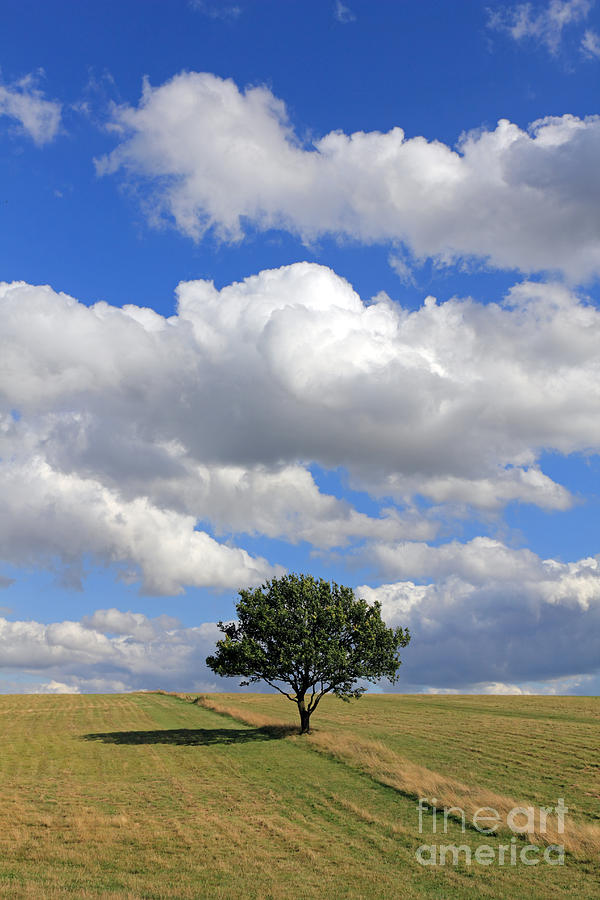 Dramatic Clouds and The Tree Photograph by Julia Gavin - Pixels