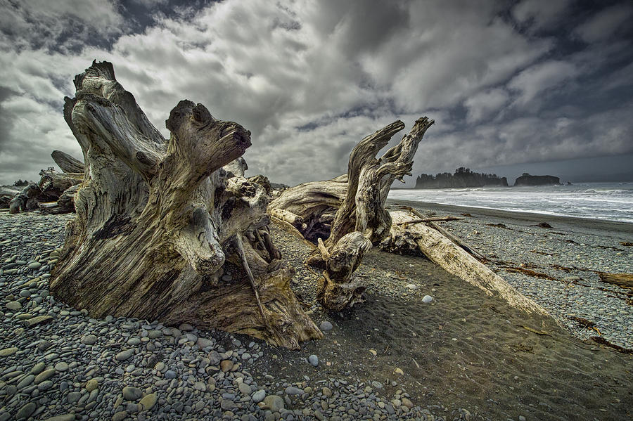 Driftwood On Rialto Beach In Olympic National Park Photograph