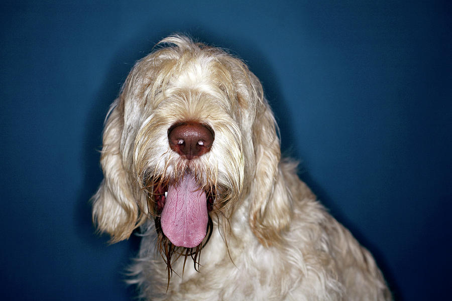 Drooling Dog #2 Photograph by Mauro Fermariello/science Photo Library