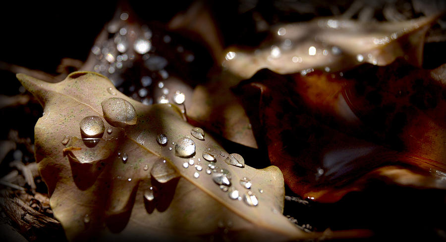 Droplets #2 Photograph by Craig Incardone