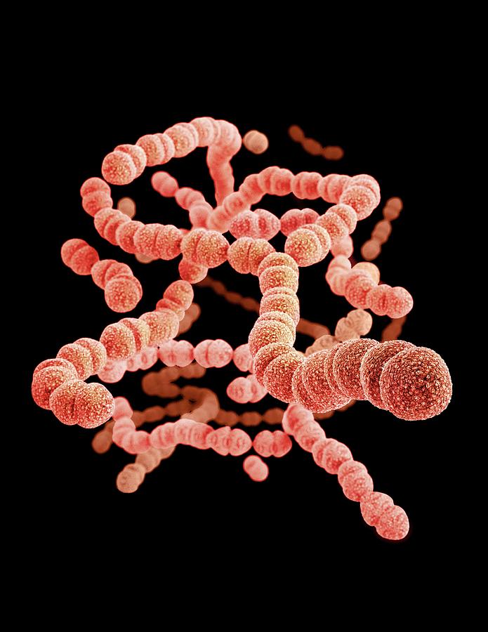 Drug-resistant Streptococcus Bacteria #2 Photograph by Cdc/ Melissa Brower