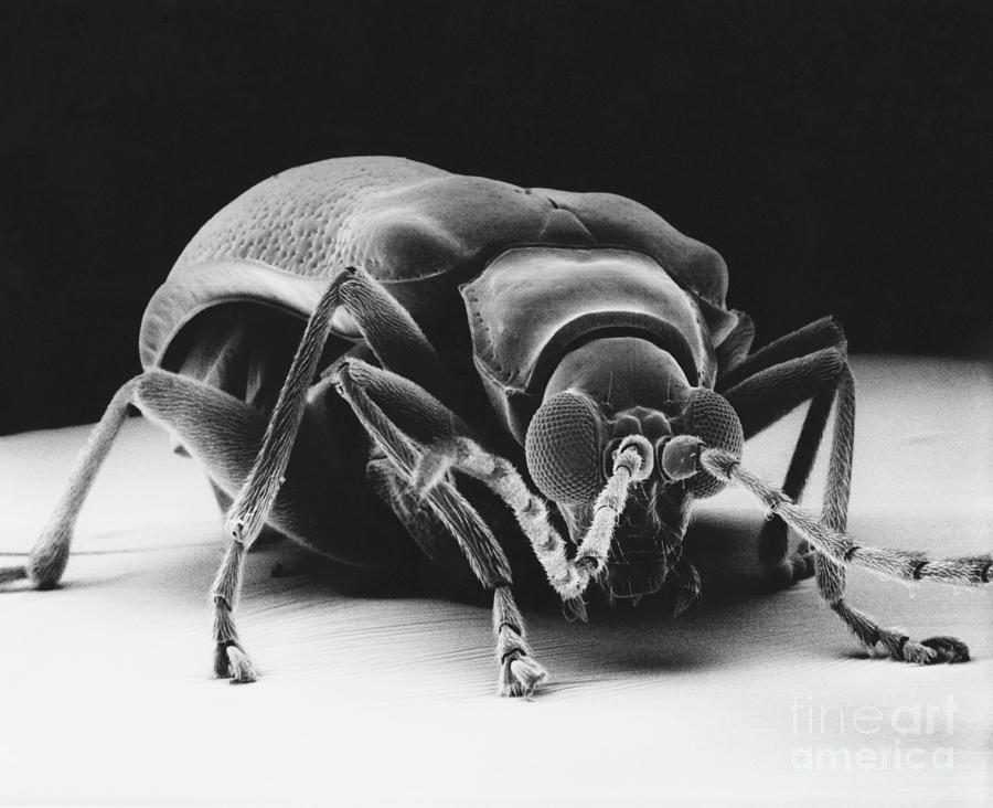 Drugstore Beetle #2 Photograph by David M. Phillips