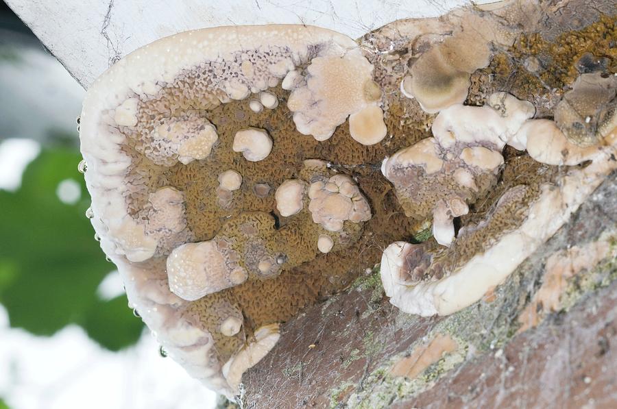 Dry Rot Fungus Photograph By Sinclair Stammersscience Photo Library