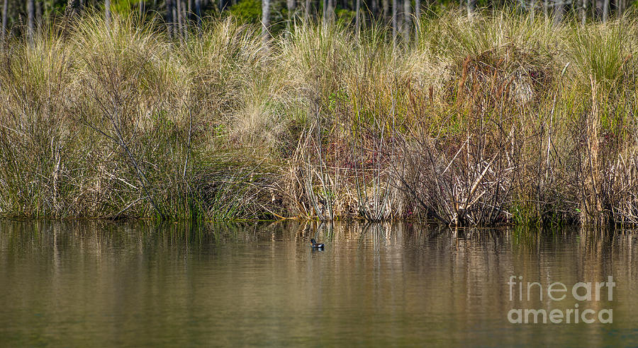 Duck Pond Photograph