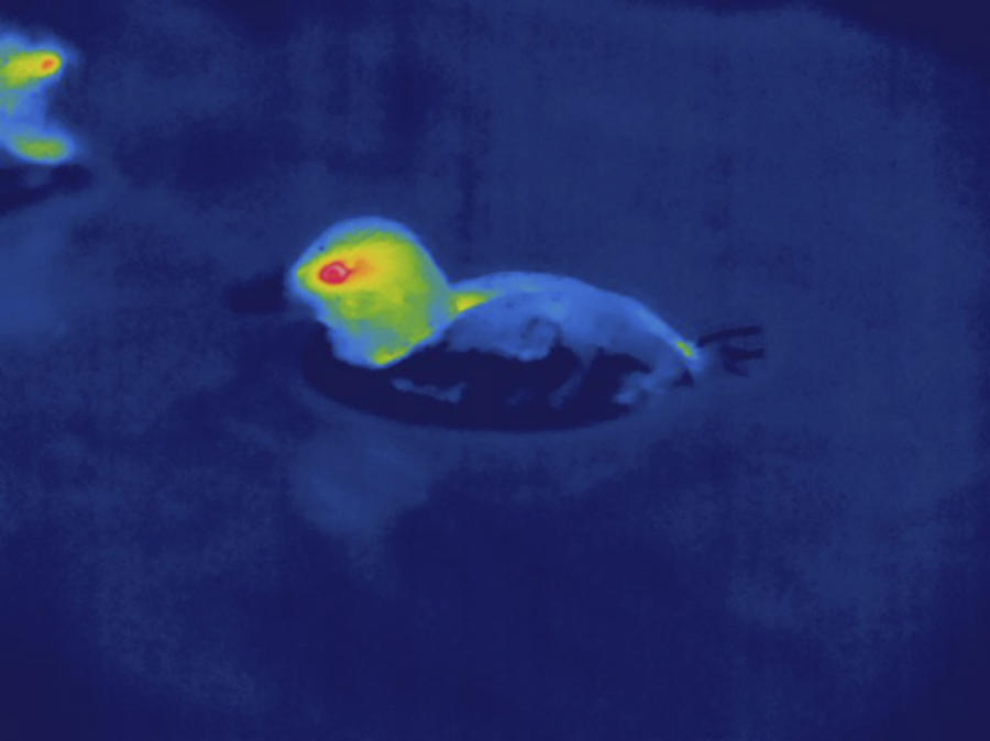 Duck, Thermogram #2 Photograph by Science Stock Photography