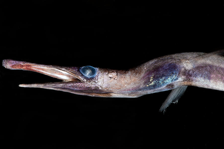 Duckbill Oceanic Eel Nessorhamphus #2 Photograph by Dant Fenolio