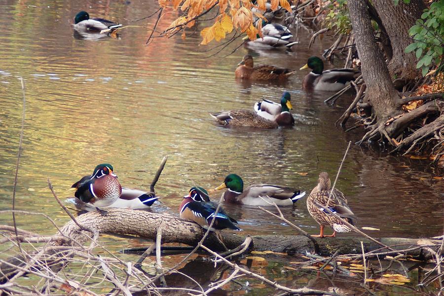 Ducks Along Rapid Creek Photograph by Greni Graph