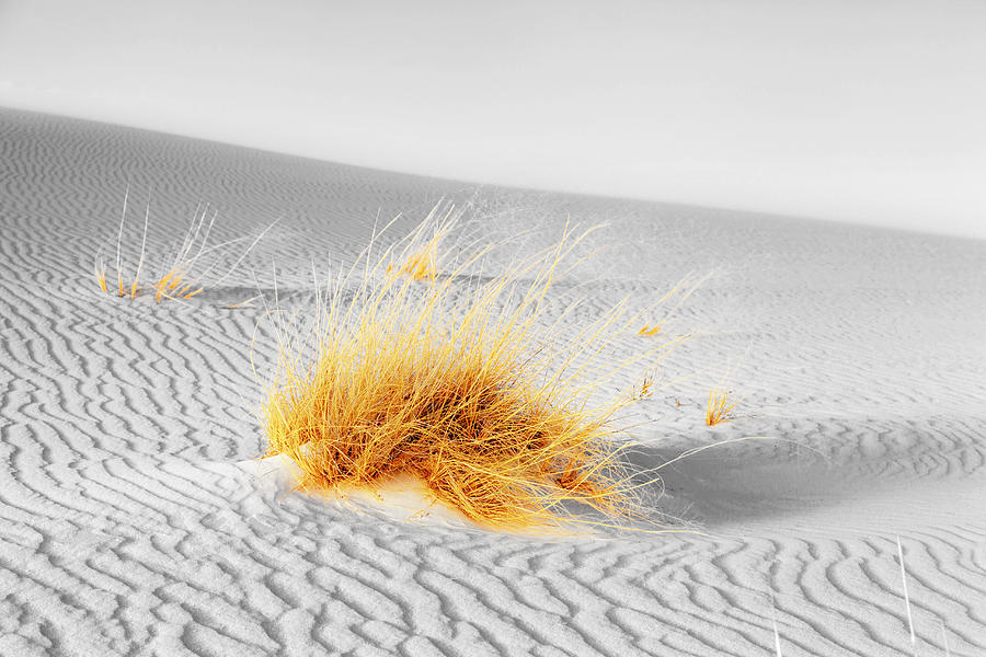 Dune Grass #2 Photograph by Alexey Stiop