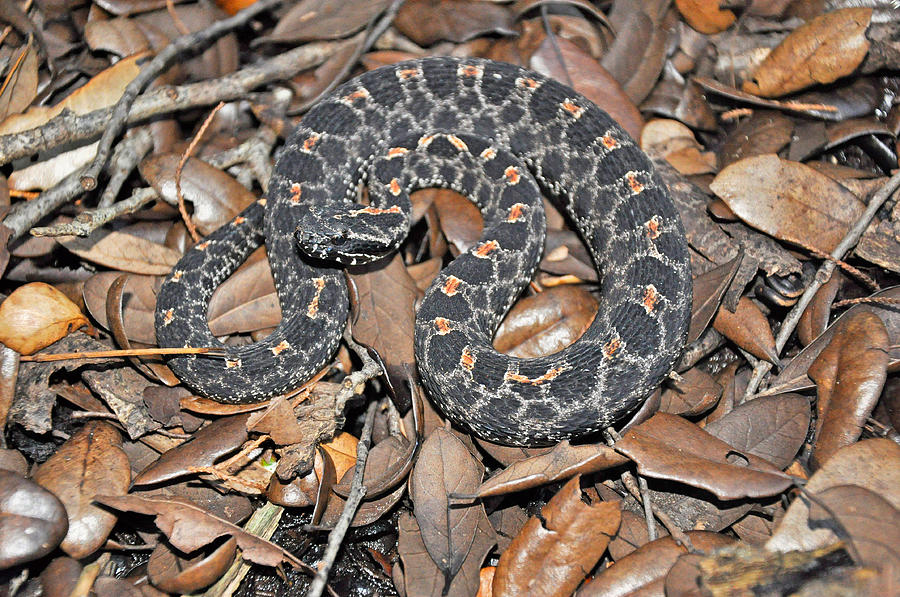 Dusky Pigmy Rattlesnake #2 Photograph by John Serrao