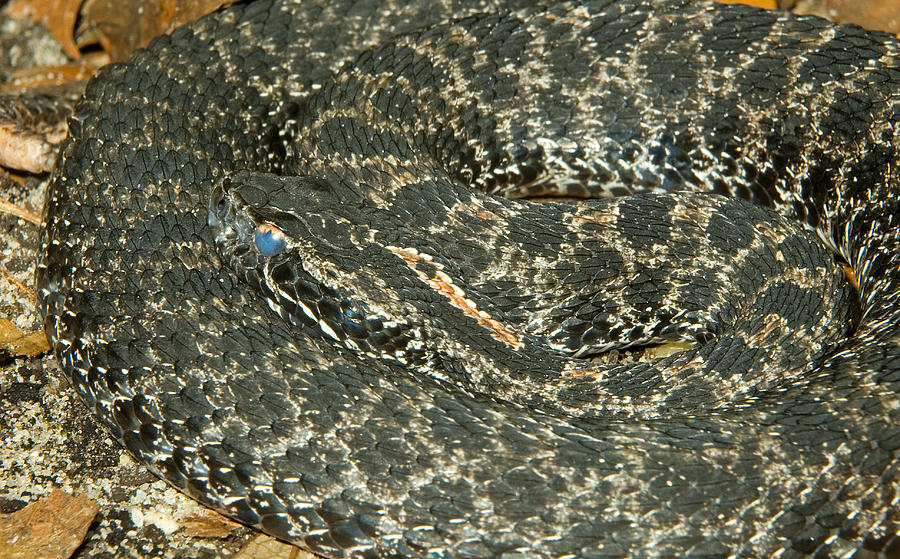 Dusky Pigmy Rattlesnake #2 Photograph by Millard H. Sharp